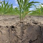 soil profile in corn field